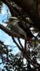 kookaburra2_small.jpg